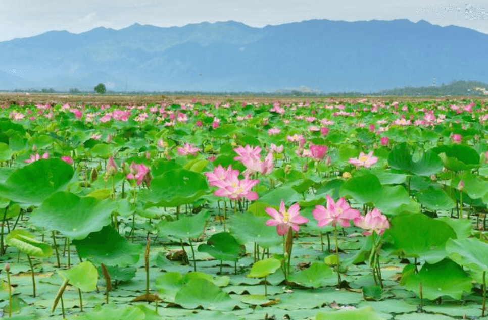 Đồng Tháp